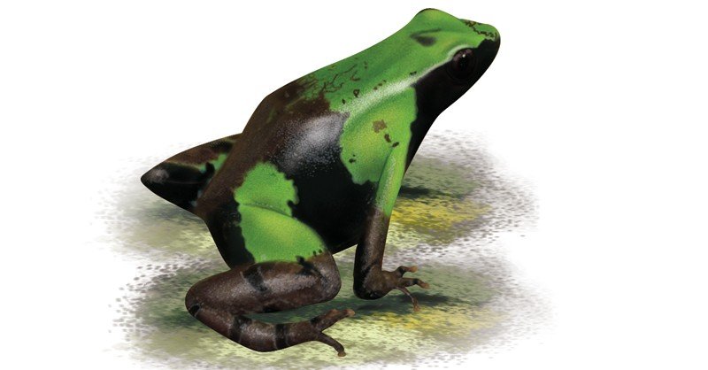 Guibe's-Mantella
