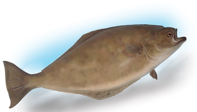 Halibut
