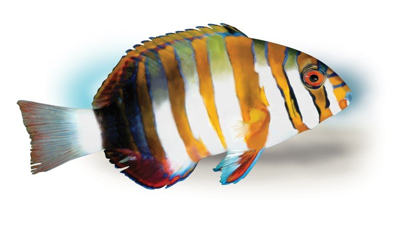 Harlequin-Tusk-Fish