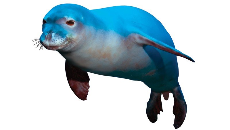 Hawaiian-Monk-Seal