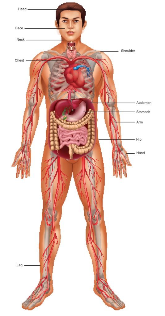 Outer Part of the Human Body - Sawan Books