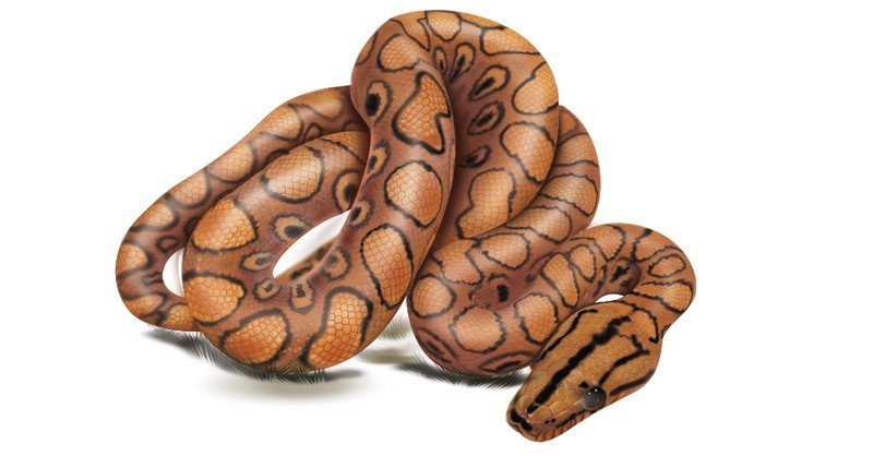 Het-Hypo-Brazilian-Rainbod-Boa