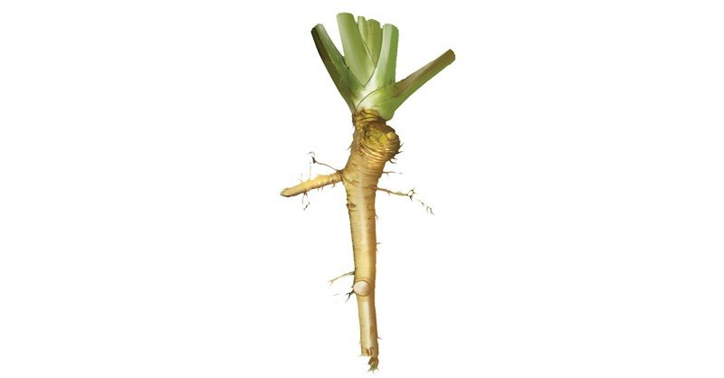 Horseradish