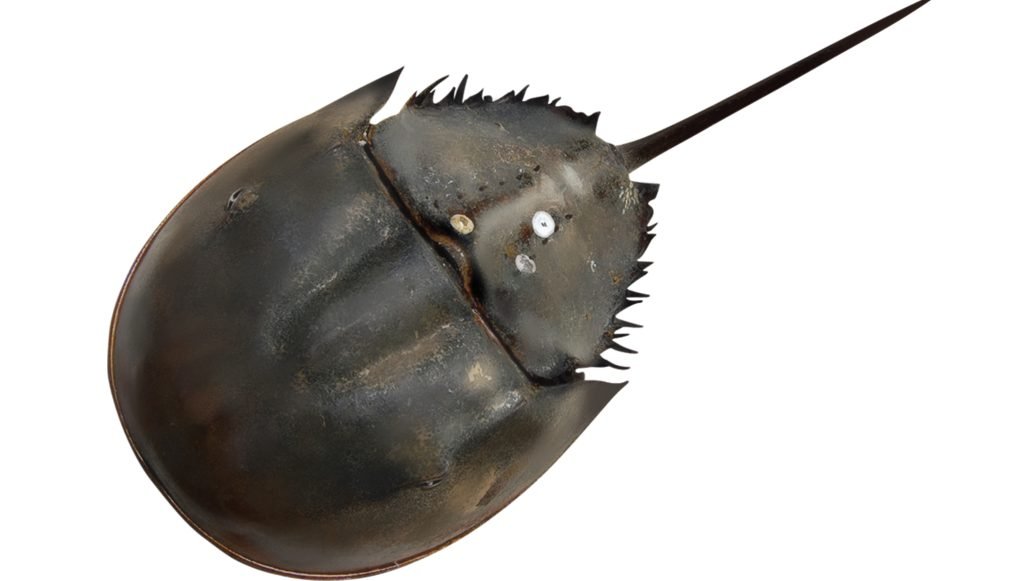 Horseshoe-Crab