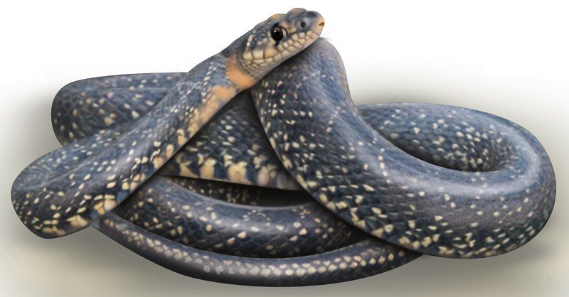 Horseshoe-Whip-Snake