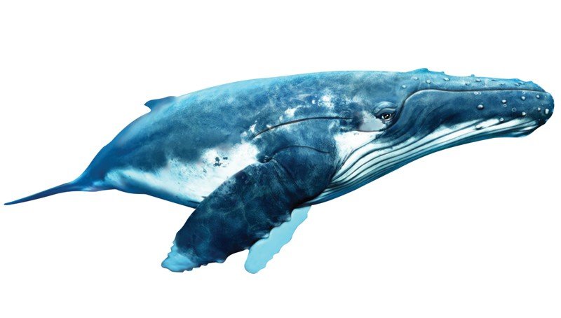 Humpback-Whale