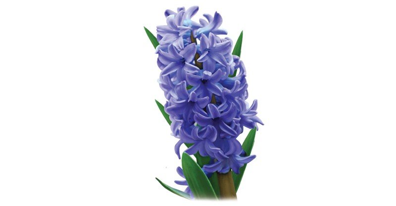 Hyacinth