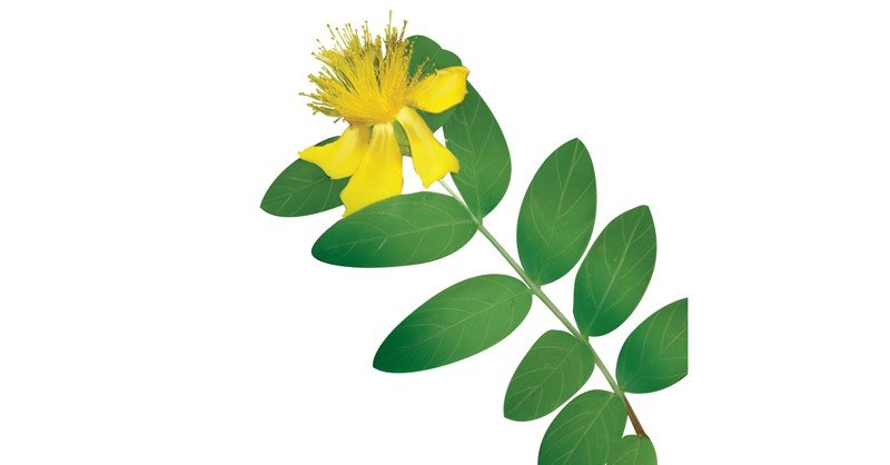 Hypericum