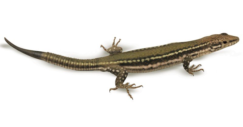 Iberian-Wall-Lizard