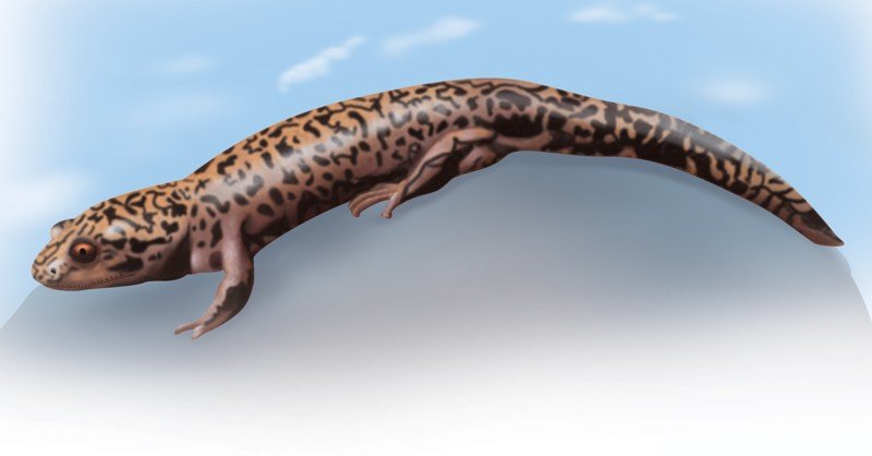 Idaho-Gaint-Salamander