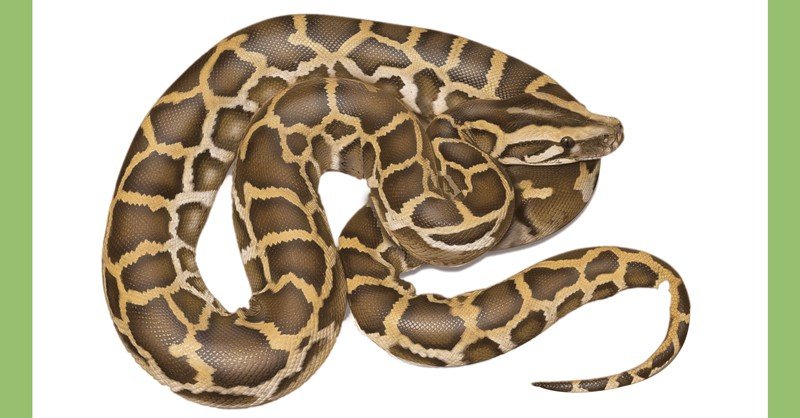 Indian Python - Sawan Books