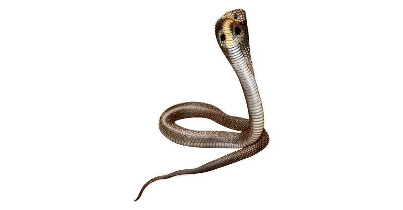 Indian-Spectacled-Cobra