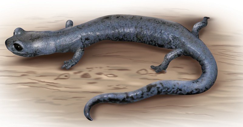 Inyo-Mountains-Salamander