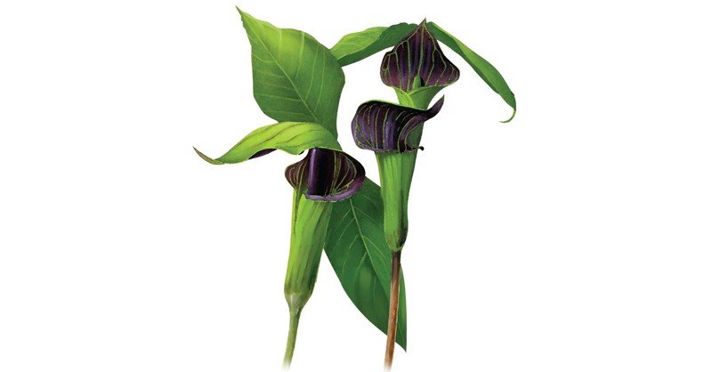 Jack-in-the-Pulpit