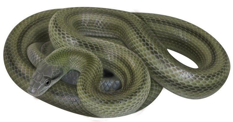 Japanese-Rat-Snake