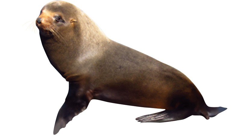 Juan-Fernandez-Fur-Seal