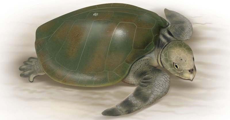 Kemp's-Ridley-Sea-Turtle