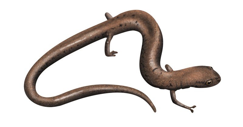 Kern-Canyon-Slender-Salamander