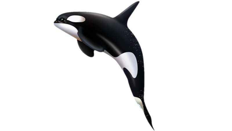 Killer-Whale