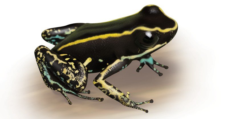 Kokoe-Poison-Dart-Frog