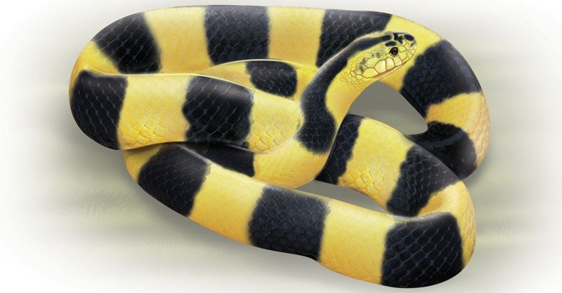 Krait-(Banded)