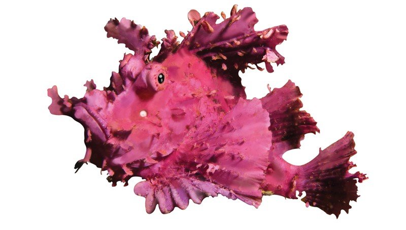 Lacy-Scorpionfish