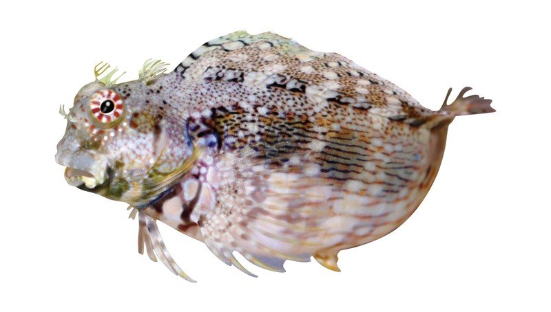 Lawnmower-Blenny