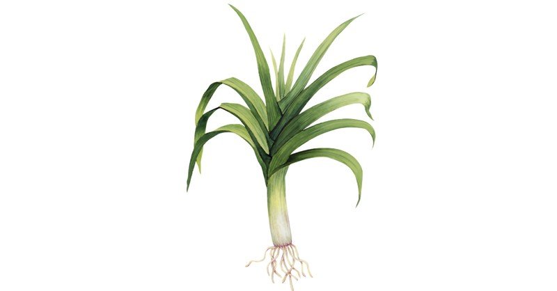Leek