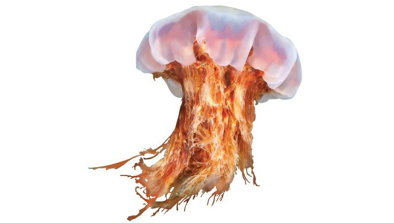 Lion's-Mane-Jellyfish