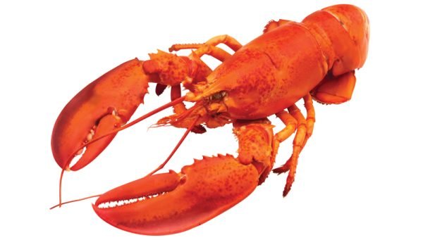 Lobster - Sawan Books