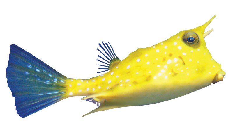 Longhorn-Cowfish