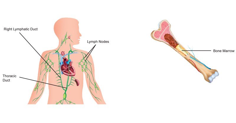 Lymphatic-(Lymph)-Duct-and-Bone-Marrow