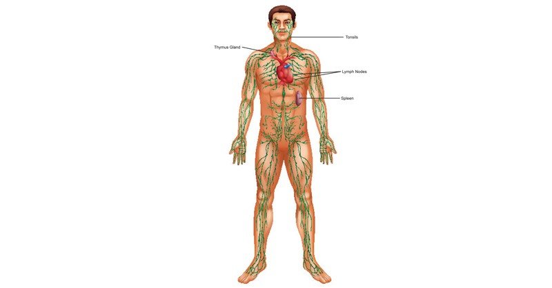 Lymphatic-System