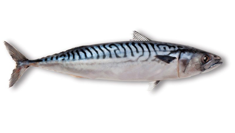 Mackerel-(Blue)
