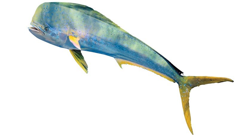 Mahi-Mahi