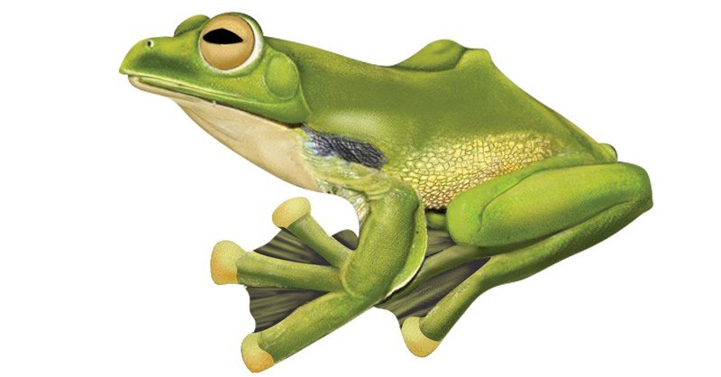 Malabar-Flying-Frog