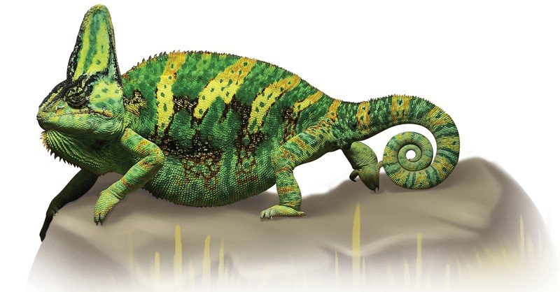 Malagasy-Giant-Chameleon