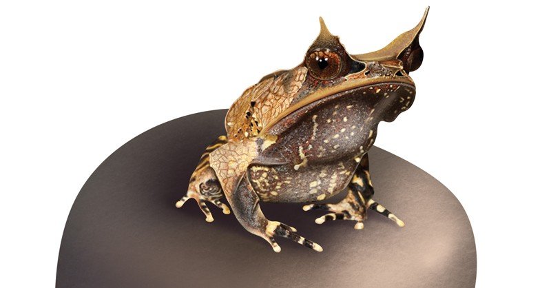 Malayan-Horned-Frog