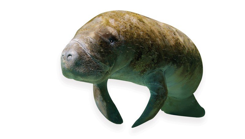 Manatee-(African)