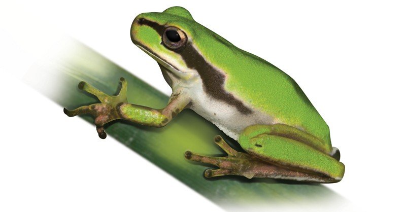 Mediterranean-Tree-Frog
