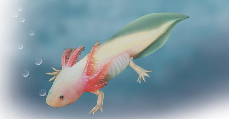 Mexican-Salamander