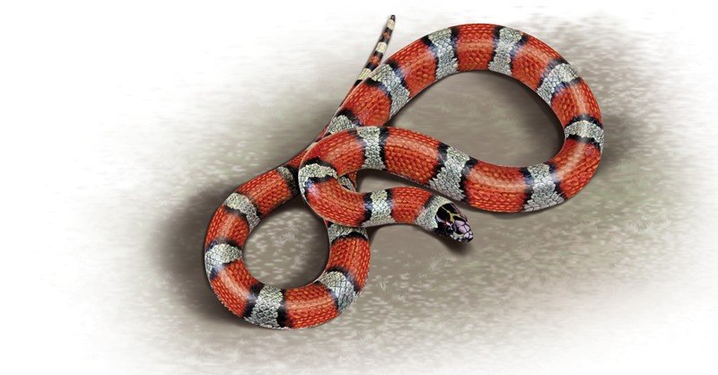 Milksnake