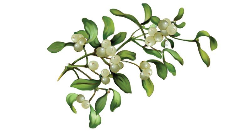Mistletoe