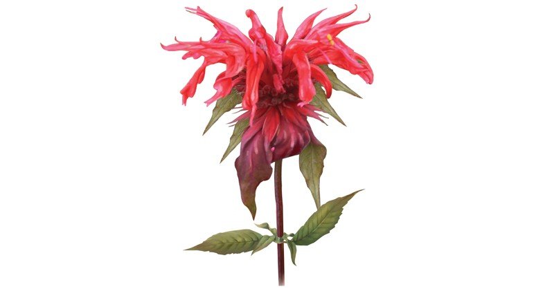 Monarda