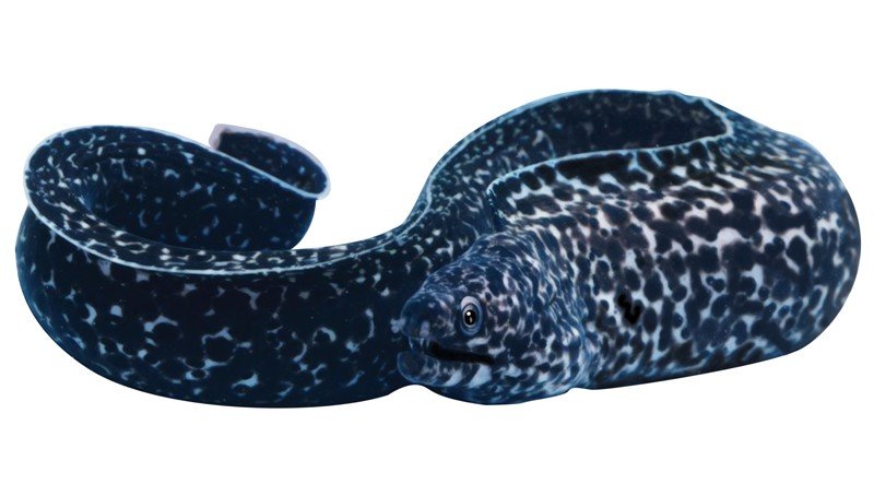 Moray-Eel-(Spotted)