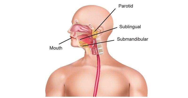 Mouth-and-Salivary-Glands