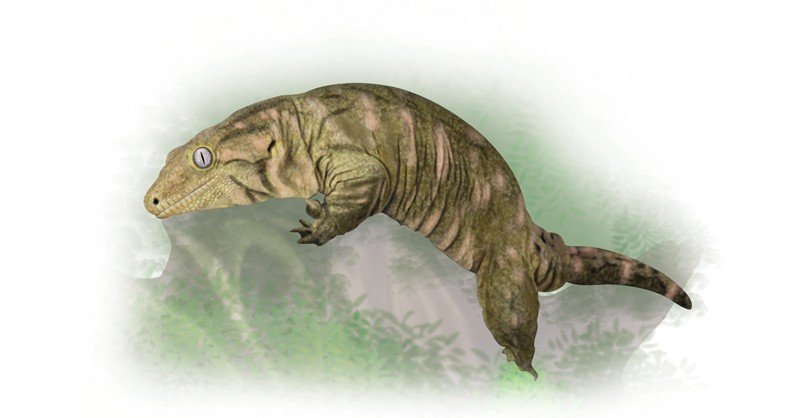 Mt.-Koghis-Leachinanus-Gecko