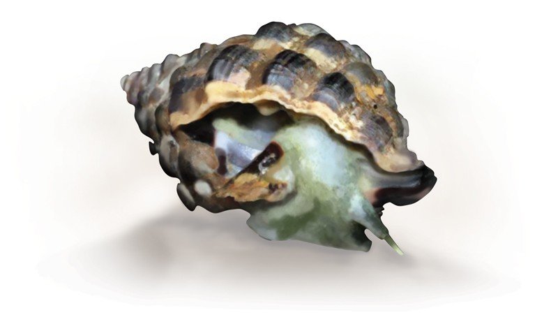 Mulberry-Oyster-Borer