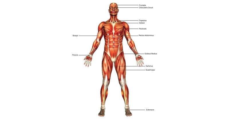 Muscular-system