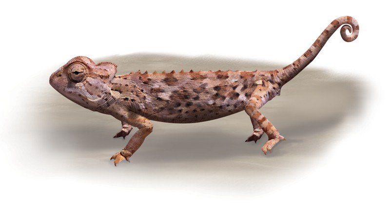 Namaqua-Chameleon